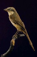 藏品(灰頭紅尾伯勞)的圖片